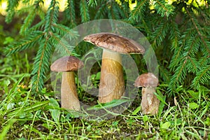 Edible Mushrooms Of Porcini Grow Under Fir In Coniferous Forest.