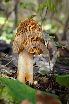 Edible mushrooms Ptychoverpa bohemica photo
