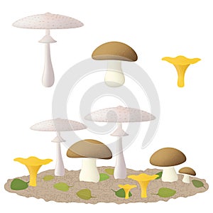 Edible mushrooms