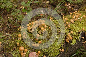 Edible mushrooms. Small mushrooms Armillaria mellea, honey fungus in the autumn forest on a fallen old mossy tree