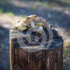 Edible mushrooms Suillus luteus lie on a stump