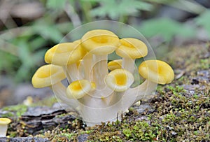 Edible mushrooms on tree 3