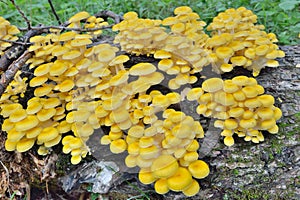 Edible mushrooms on tree 5