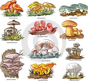 Edible mushrooms