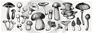 Edible mushrooms vector illustrations collection. Hand drawn food drawings. Forest plants sketches. Perfect for recipe, menu,