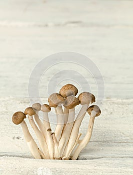 Edible mushrooms on white table