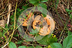 Edible mushrooms wolly milkcap grow in the forest