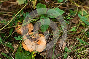 Edible mushrooms wolly milkcap grow in the forest