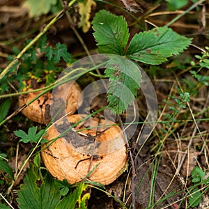 Edible mushrooms wolly milkcap grow in the forest. Soft focus