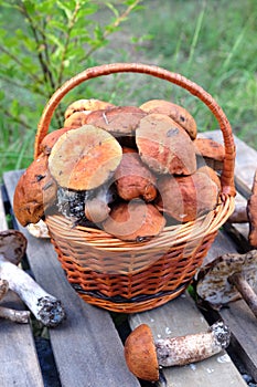 Edible mushrooms on a wooden table