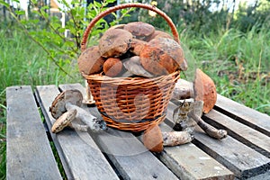 Edible mushrooms on a wooden table