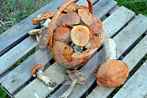 Edible mushrooms on a wooden table