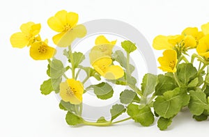 Edible mustard flowers on white background