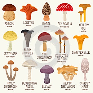 Edible and non-edible mushrooms vector set