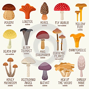Edible and non-edible mushrooms vector set photo