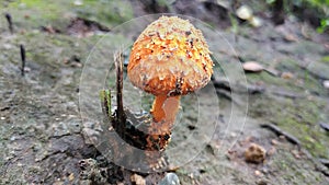 Edible orange-cap mushroom growing on green moss in tropical rain forest