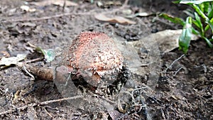 Edible orange-cap mushroom growing on green moss in tropical rain forest