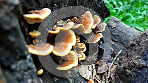 Edible orange-cap mushroom growing on green moss in tropical rain forest