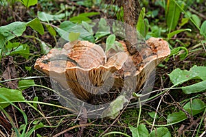 Edible Orange Milk Cap, or False Saffron Milk Cap mushroom, Lactarius deterrimus, among needles and small green plants on sunny