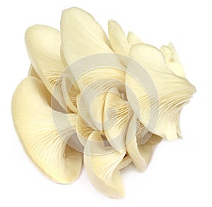 Edible oyster mushroom