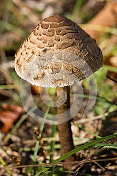 Edible parasol mushroom (Macrolepiota procera)