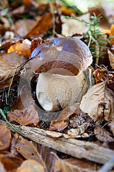 Penny bun mushroom growing out of forest floor covered with leaves