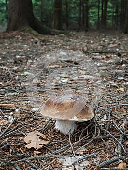 Edible Penny Bun mushroom in the autumnal forest