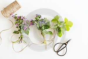Edible plant collection isolated on a white background. Lamium amplexicaule, commonly known as common henbit, Pulmonaria