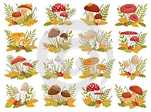 Different edible and poisonous mushroom natural composition set with autumn leaves and grass