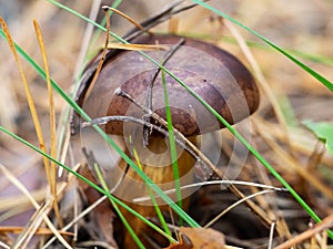 Edible polish mushroom (Polonica boletus) in pine forest, macro