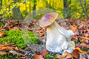 Edible porcini mushroom on forest floor in fall