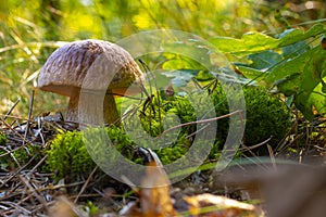 Edible porcini mushroom grow in autumn wood