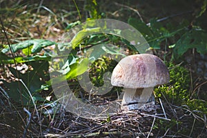 Edible porcini mushroom grow in season wood