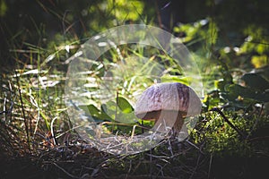 Edible porcini mushroom in wood