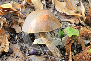 Edible porcino mushroom in the forest