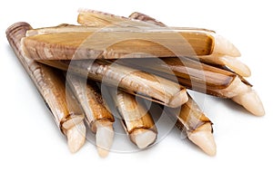 Edible raw razor clams isolated on white background. Delicacy food