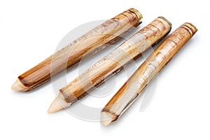Edible raw razor clams isolated on white background. Delicacy food