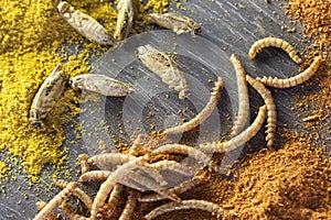 Edible roasted insects