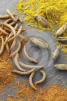 Edible roasted insects