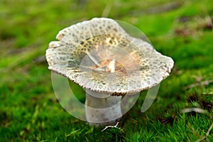 Russula virescens mushroom
