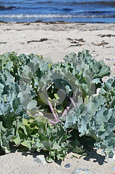 Edible Sea Kale (Crambe maritima)