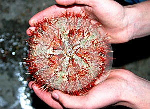 Edible sea urchin in the hands
