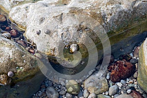 Edible sea water molluscs Patella caerulea, species of limpet in family Patellidae