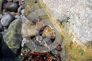 Edible sea water molluscs Patella caerulea, species of limpet in family Patellidae