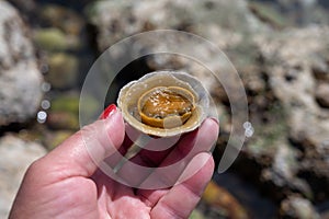 Edible sea water molluscs Patella caerulea, species of limpet in family Patellidae