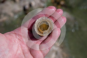 Edible sea water molluscs Patella caerulea, species of limpet in family Patellidae