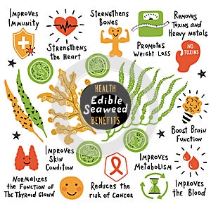 Edible seaweed: laminaria, macrocystis, chlorella and fucus. Health benefits, beneficial properties. Funny hand drawn infographic photo
