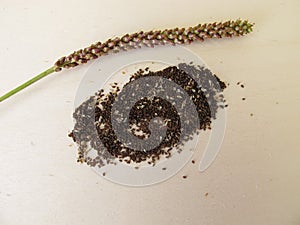 Seeds of greater plantain, plantago major photo