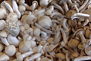 Edible shimeji mushrooms