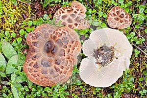 Shingled Hedgehog Mushroom growing on forest floor photo